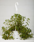 PEPEROMIA AMIGO MARCELLO 6" HANGING BASKET