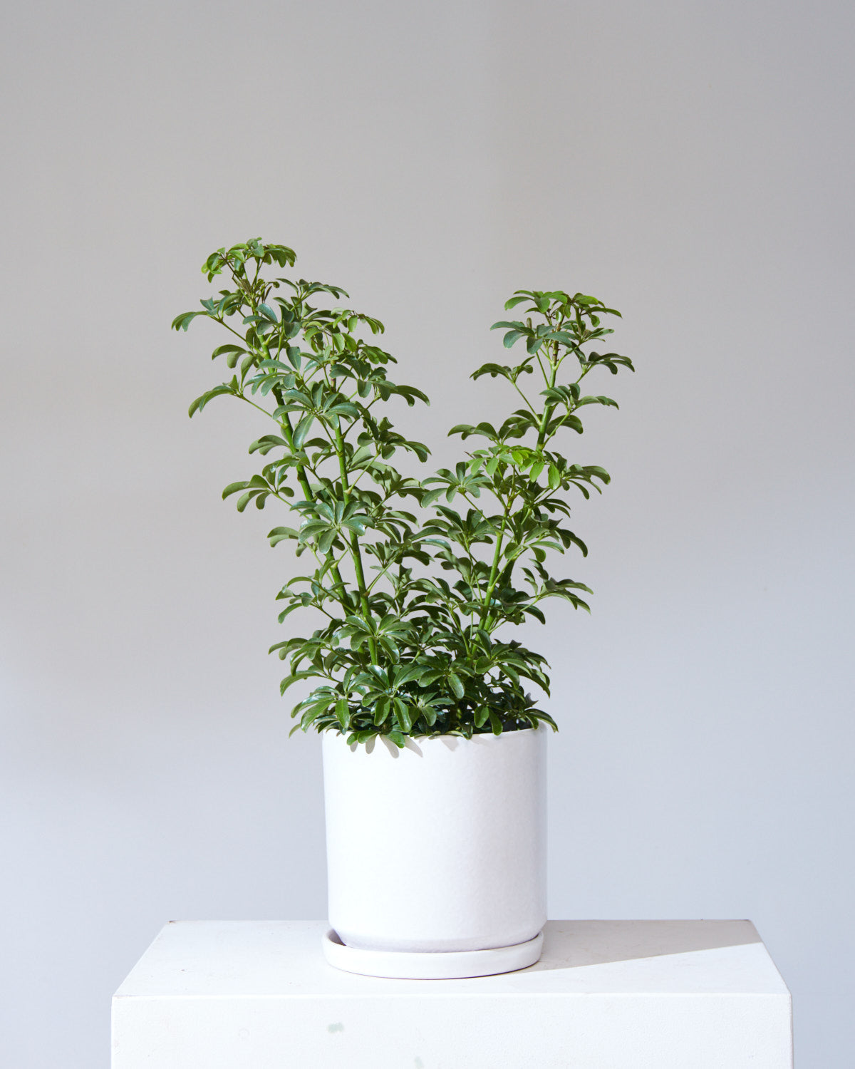 CALIFORNIA PLANTER COLLECTION: MATTE WHITE TWO PIECE CERAMIC Medium 10 Inch