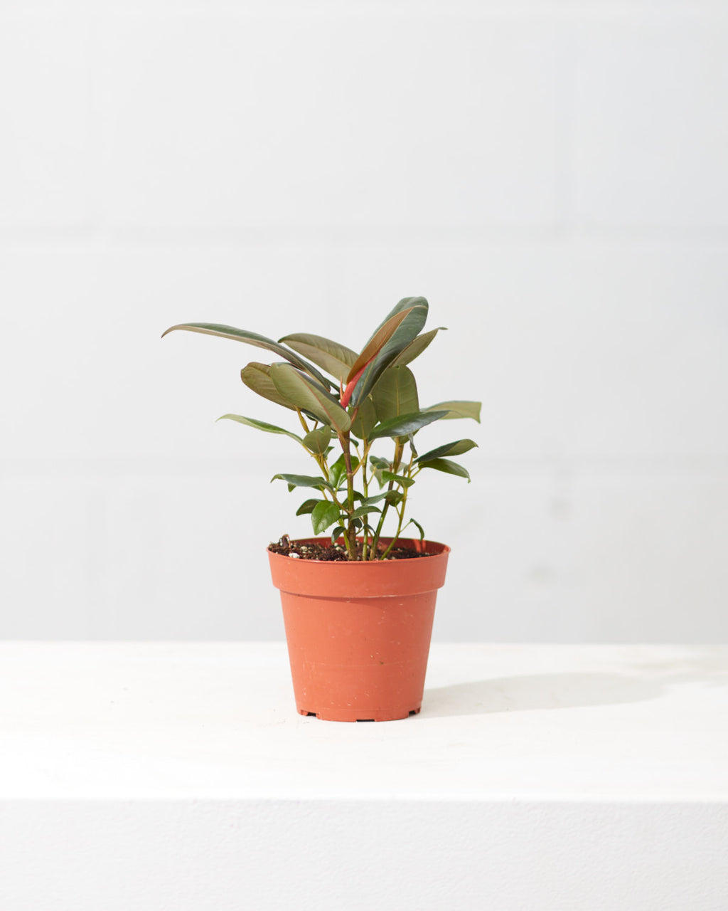 Burgundy Rubber Plant: Ficus elastica - 4 inch pot