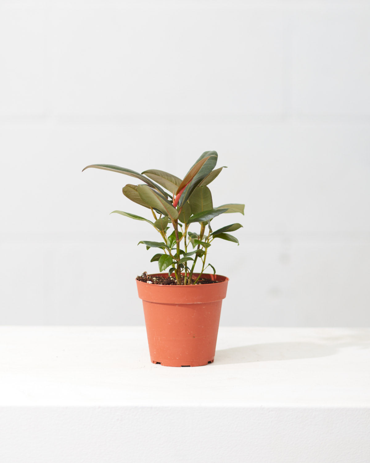 Burgundy Rubber Plant: Ficus elastica - 4 inch pot
