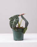 Black Velvet Elephant Ear: Alocasia reginula - 4 inch pot
