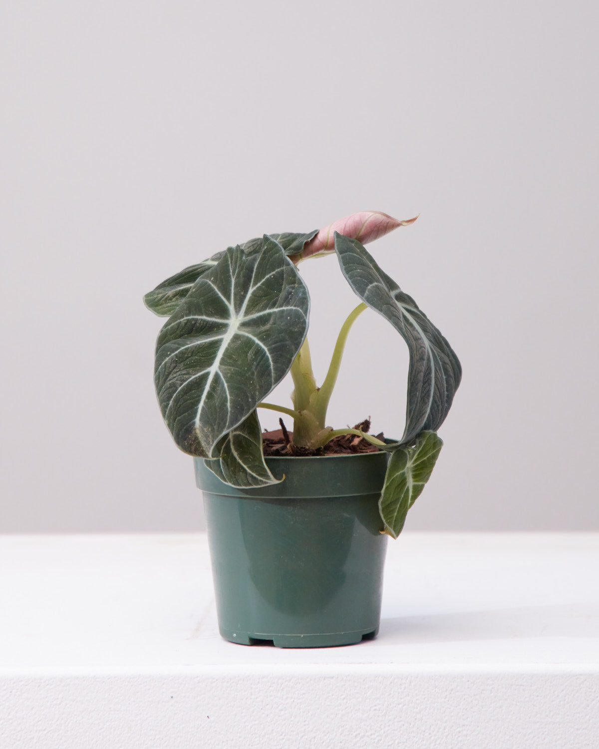 Black Velvet Elephant Ear: Alocasia reginula - 4 inch pot