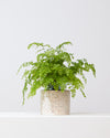 MAIDENHAIR FERN 6" Grower Pot