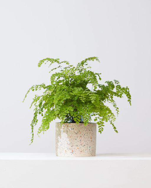 Pacific Maidenhair Fern: Adiantum raddianum - 6 inch pot