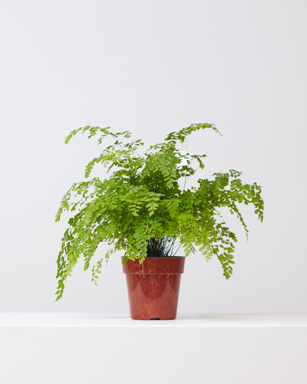 Pacific Maidenhair Fern: Adiantum raddianum - 6 inch pot