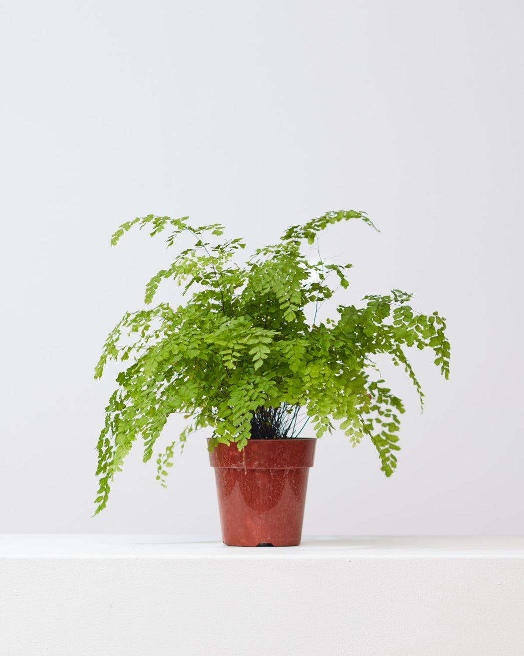Pacific Maidenhair Fern: Adiantum raddianum - 6 inch pot