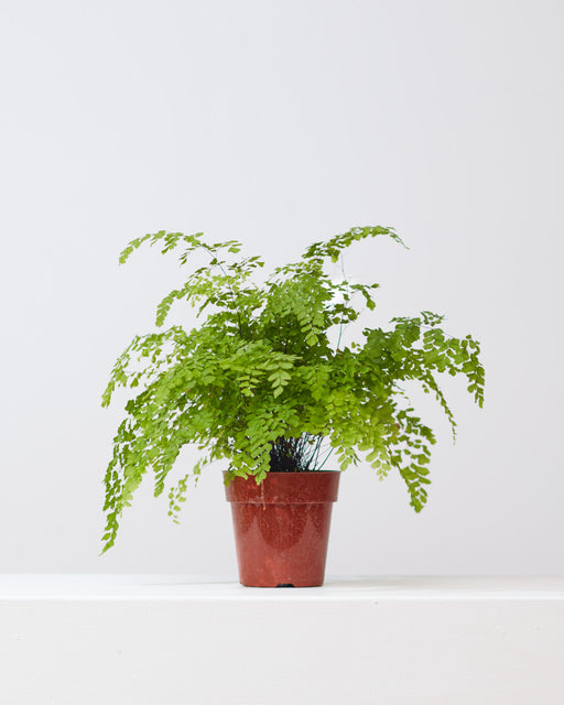 Pacific Maidenhair Fern: Adiantum raddianum - 6 inch pot