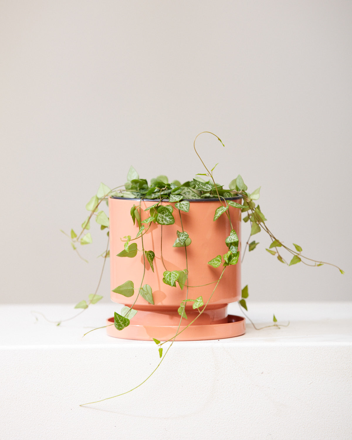 String of Arrows: Ceropegia woodii - 6 inch pot