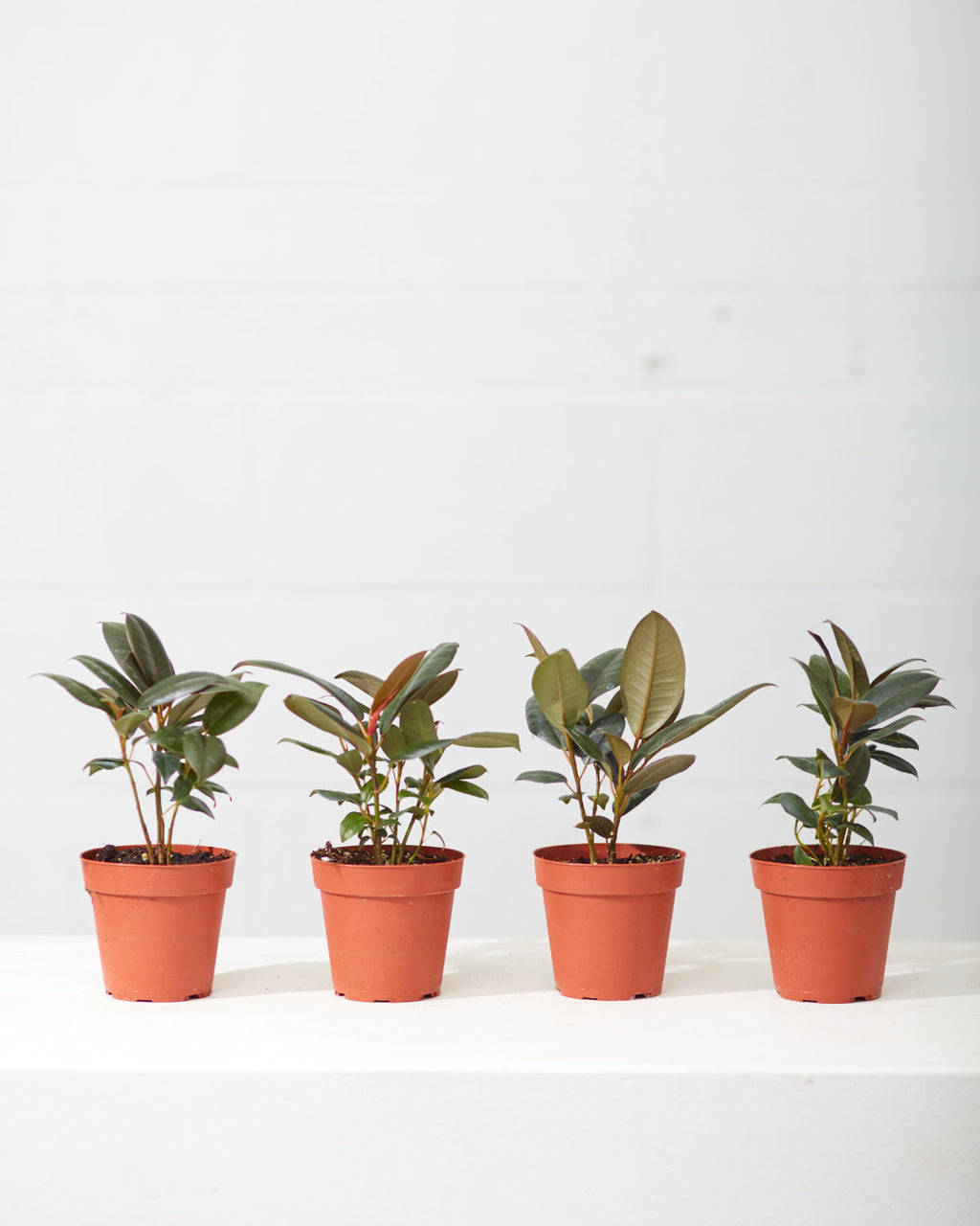 Burgundy Rubber Plant: Ficus elastica - 4 inch pot
