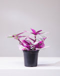Bubblegum Wandering Plant: Tradescantia 'Nanouk' - 4 inch pot