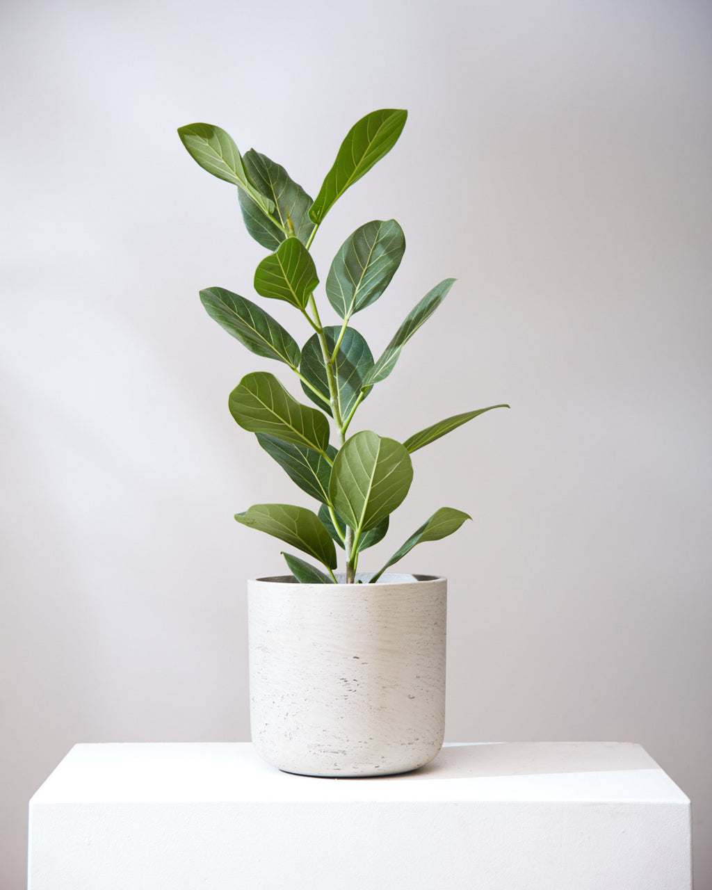 Ficus Audrey Bush: Ficus benghalensis - 8 inch pot