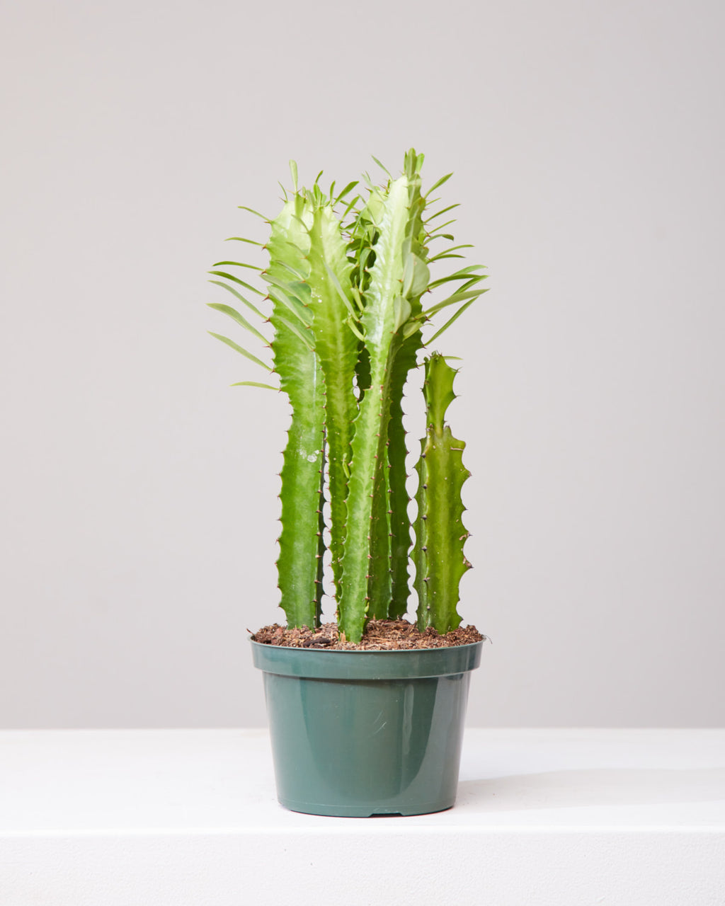 African Milk Tree Cactus: Euphorbia trigona - 6 inch pot