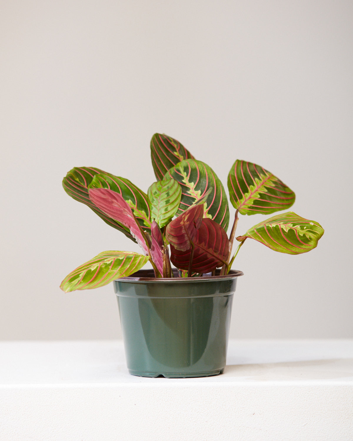 Red Prayer Plant: Maranta leuconeura - 6 inch pot