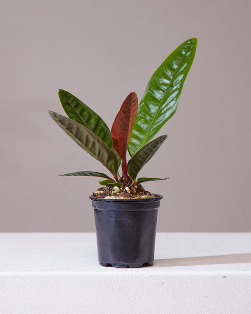 Superbum Laceleaf: Anthurium - 4 inch pot