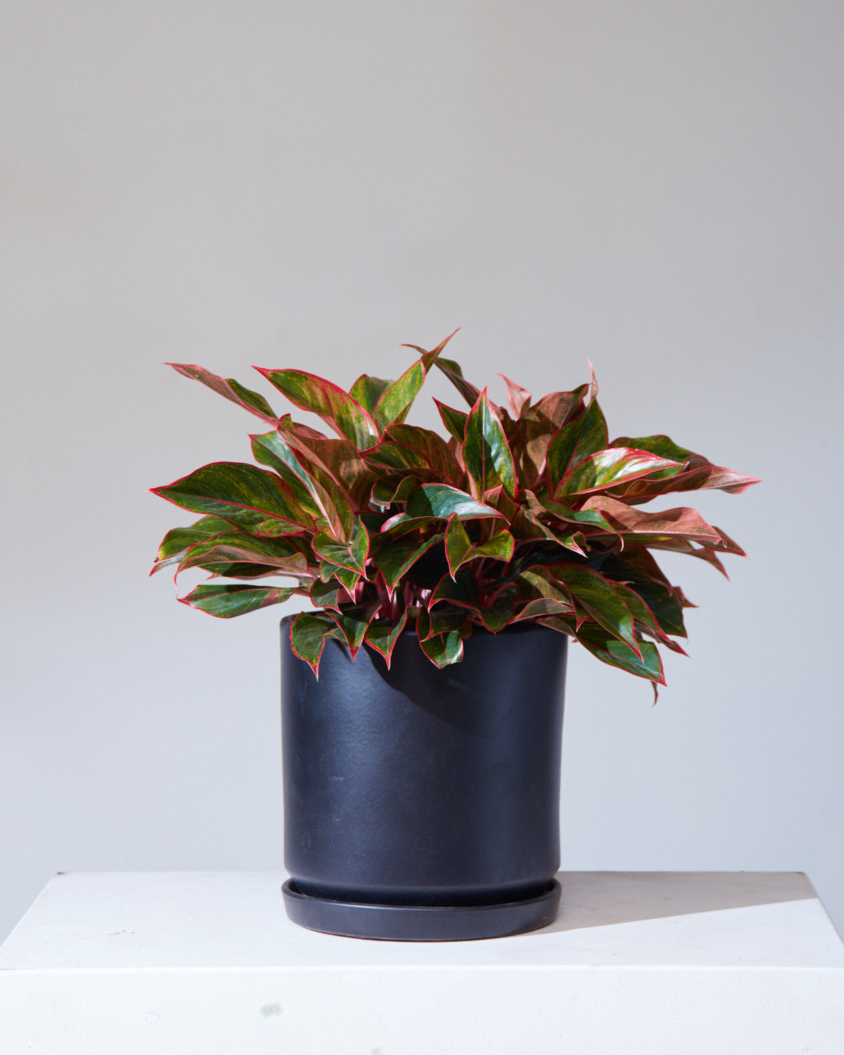CALIFORNIA PLANTER COLLECTION: MATTE BLACK TWO PIECE CERAMIC Medium 10 Inch