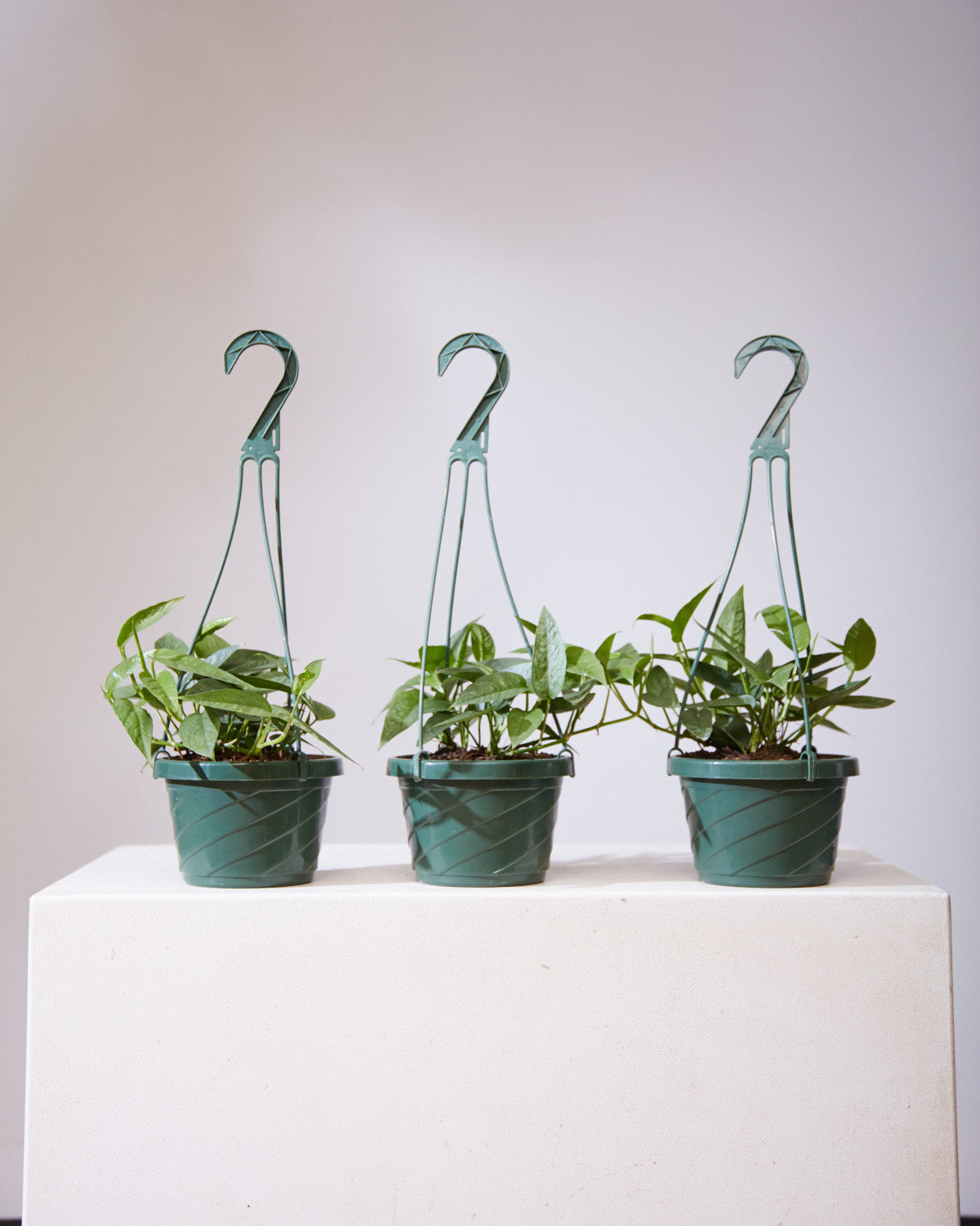 POTHOS CEBU BLUE 6" HANGING BASKET