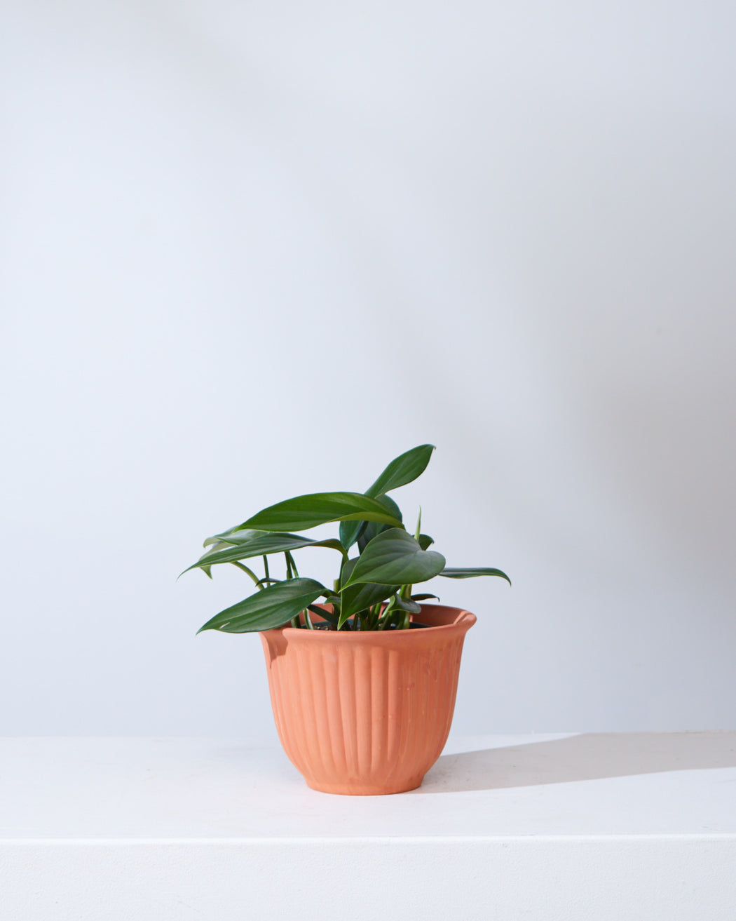 Dragon Tail: Rhaphidophora decursiva - 6 inch pot