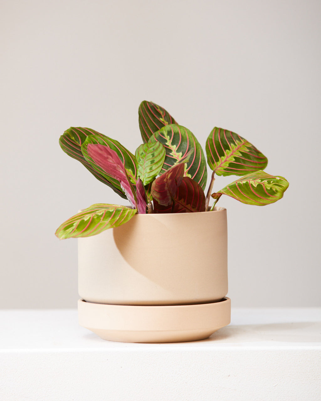 Red Prayer Plant: Maranta leuconeura - 6 inch pot