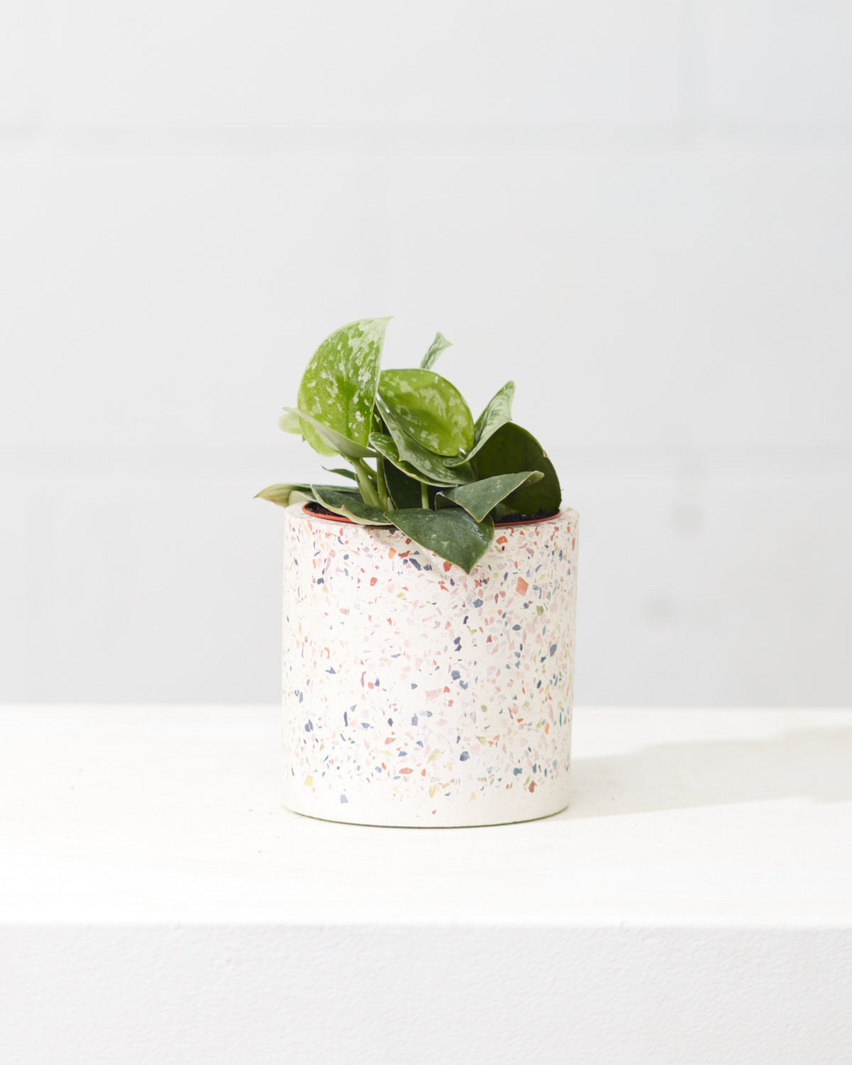 SCINDAPSUS PICTUS 'SILVERY ANN' 4" Grower Pot