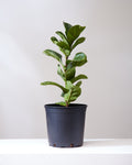 FIDDLE-LEAF FIG (FICUS LYRATA COLUMN) 8" Grower Pot (~2.5' TALL)