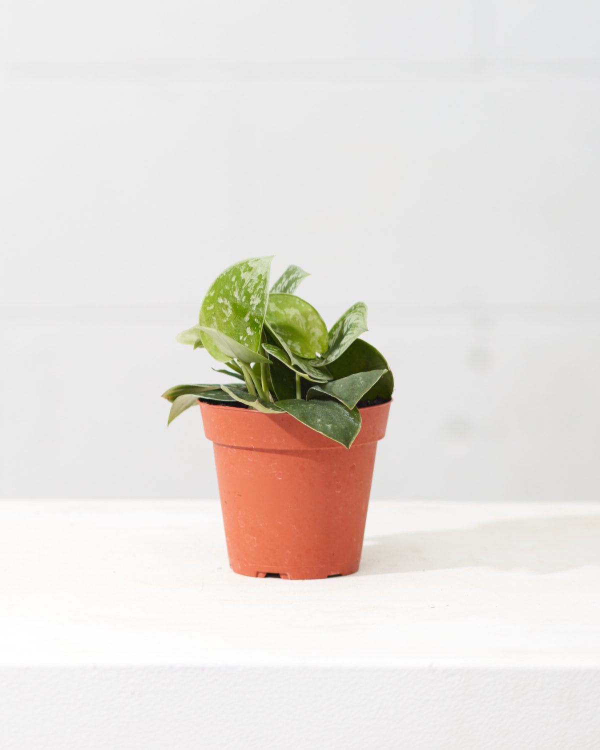 SCINDAPSUS PICTUS 'SILVERY ANN' 4" Grower Pot