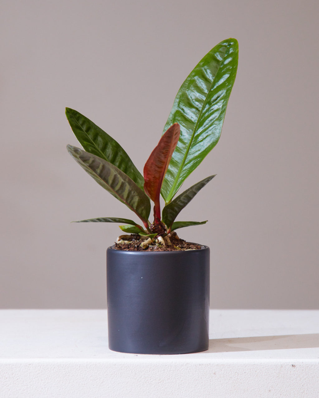 Superbum Laceleaf: Anthurium - 4 inch pot