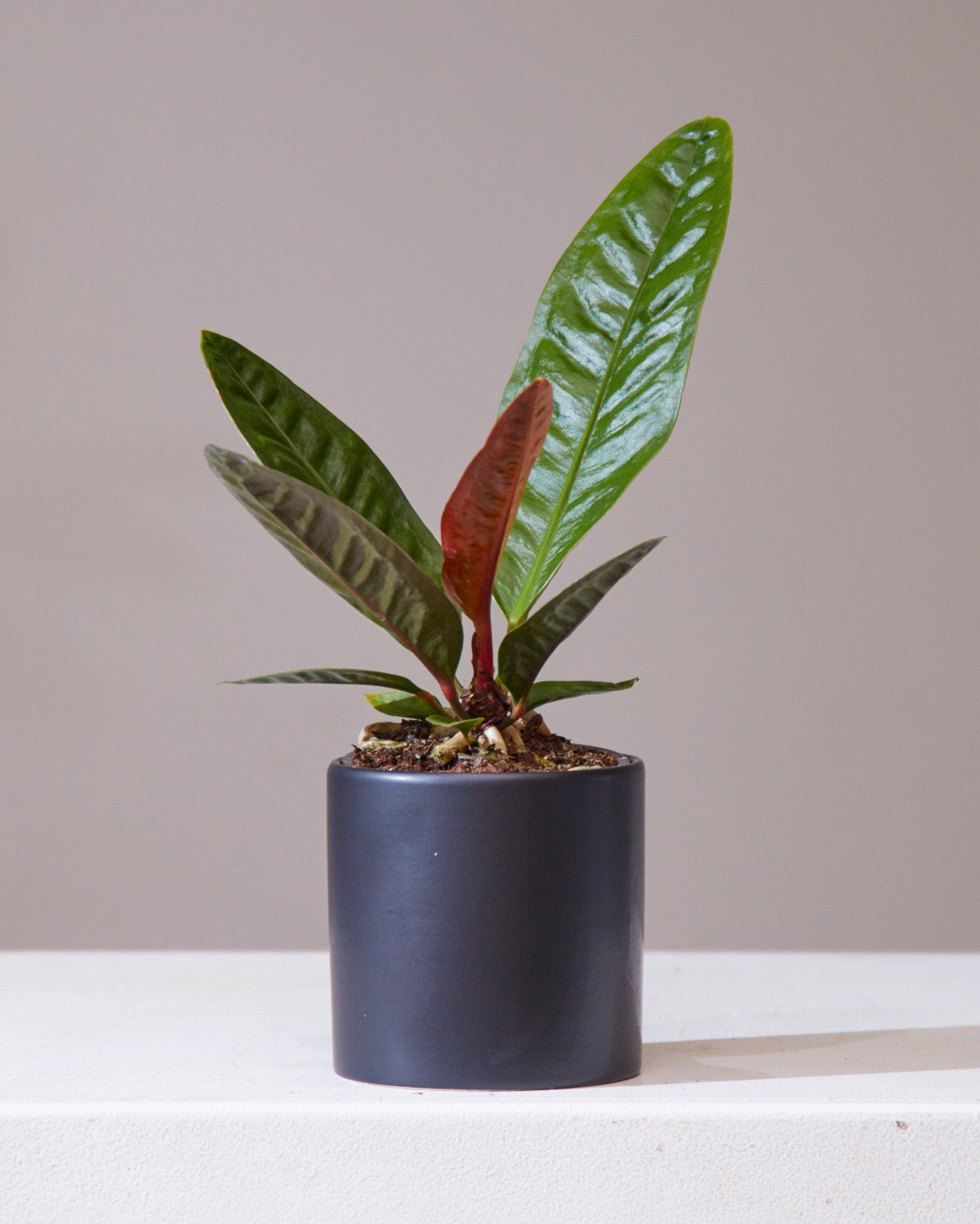 Superbum Laceleaf: Anthurium - 4 inch pot