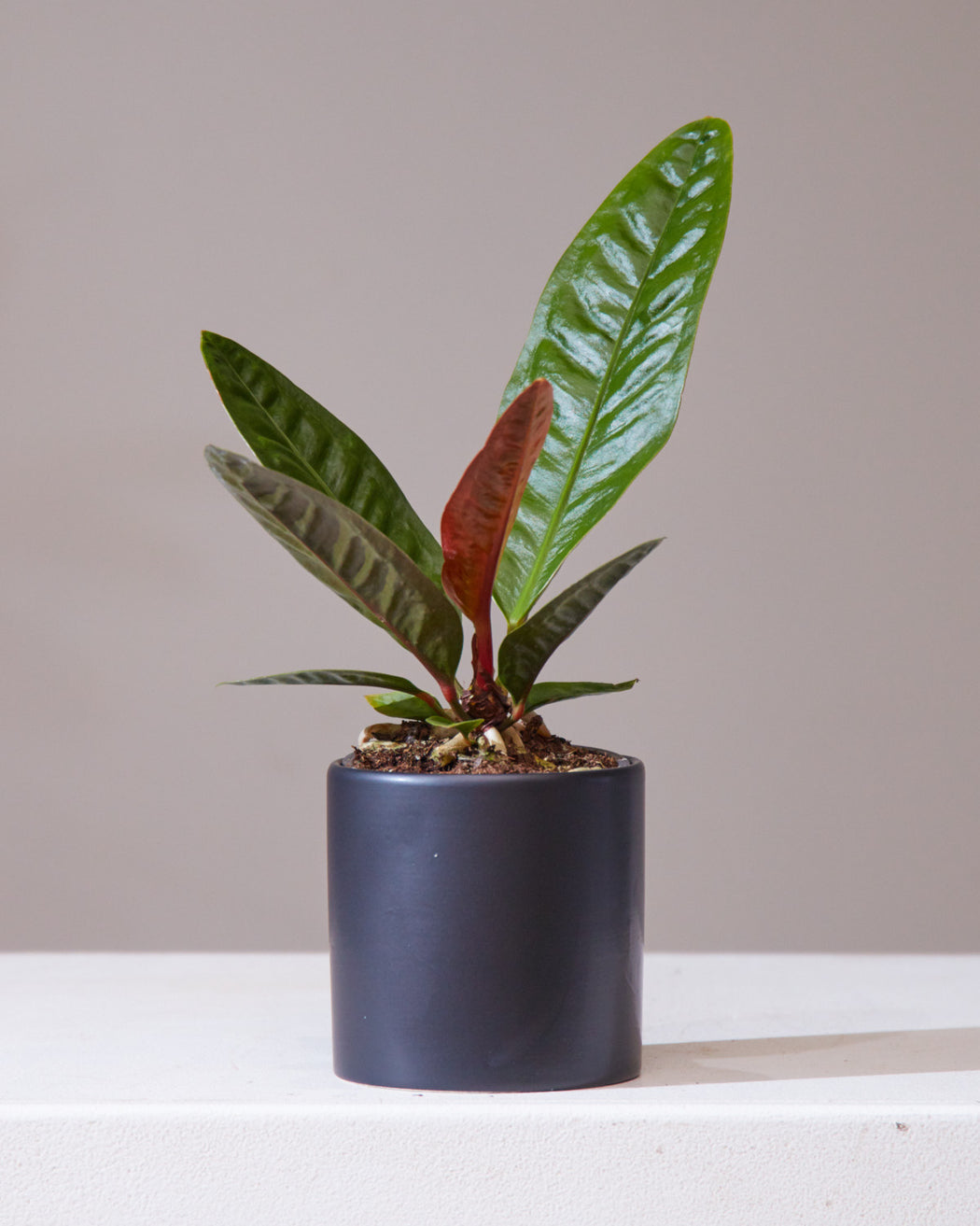 Superbum Laceleaf: Anthurium - 4 inch pot