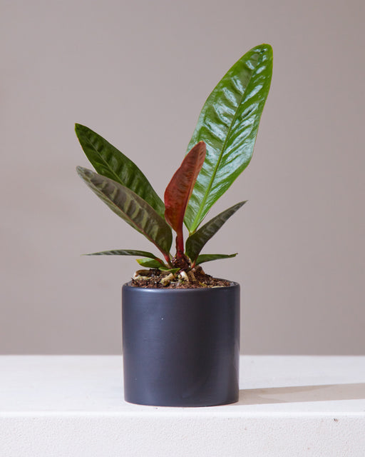 Superbum Laceleaf: Anthurium - 4 inch pot