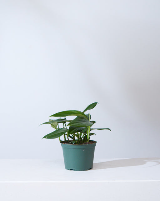 Dragon Tail: Rhaphidophora decursiva - 6 inch pot