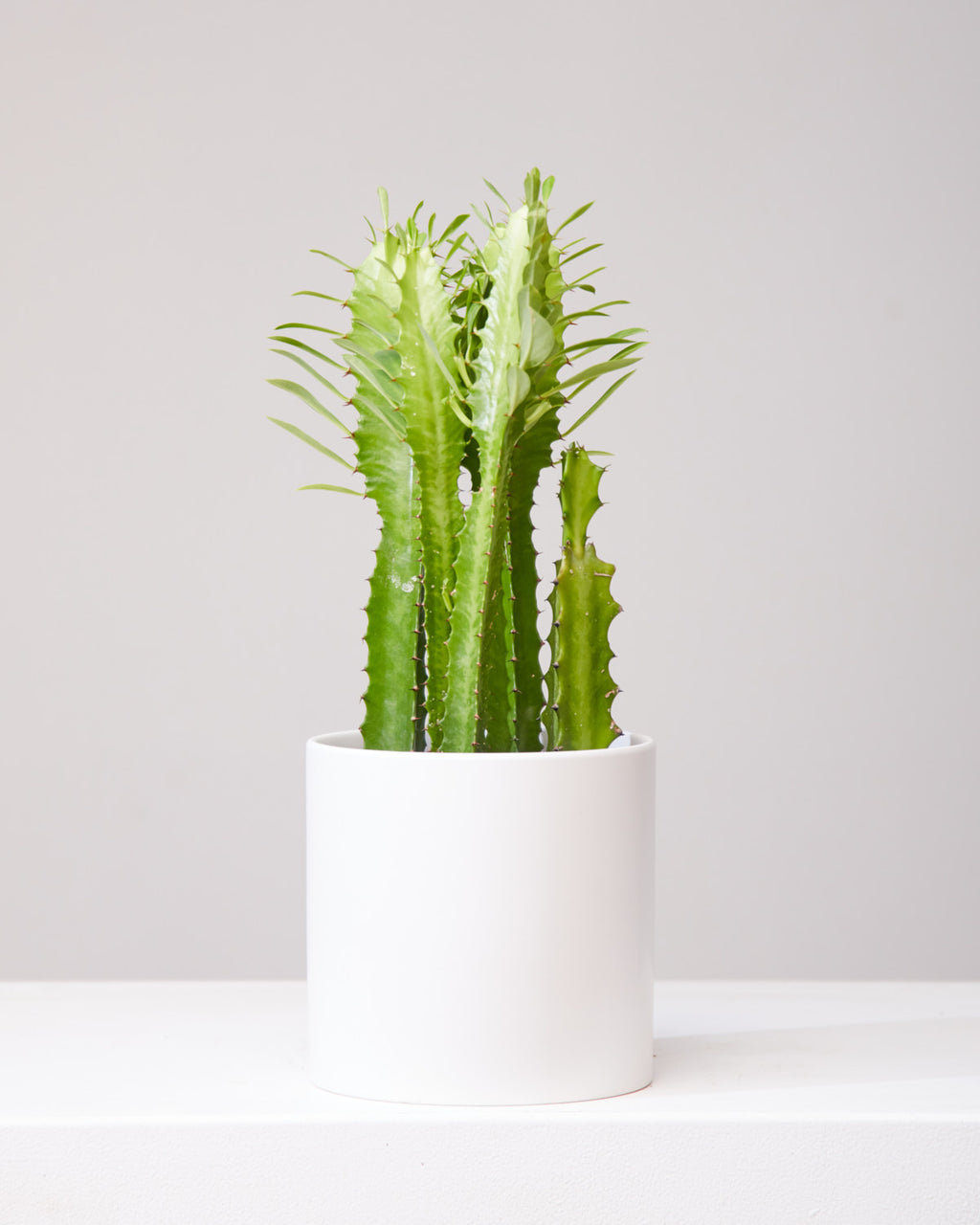 African Milk Tree Cactus: Euphorbia trigona - 6 inch pot