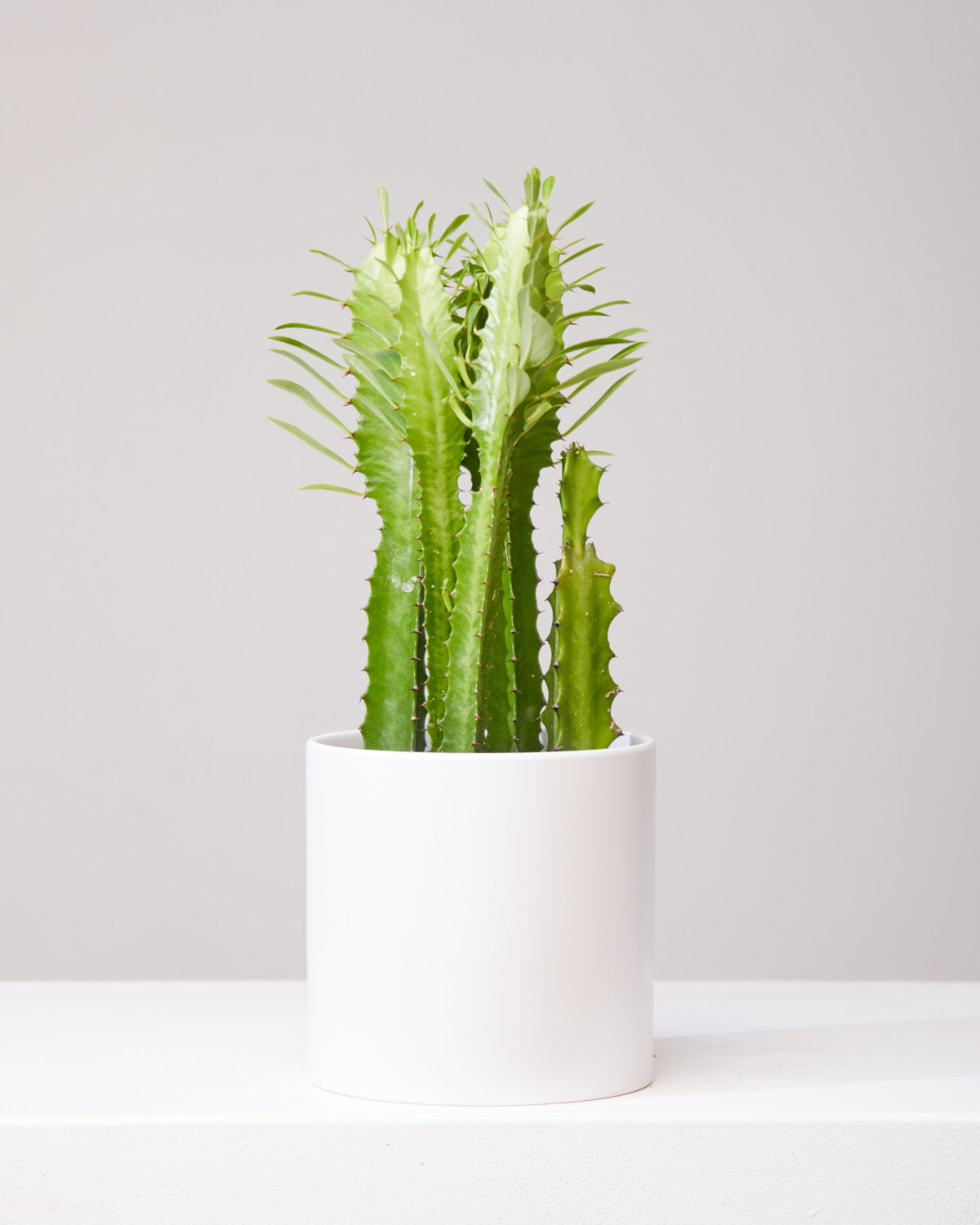 African Milk Tree Cactus: Euphorbia trigona - 6 inch pot