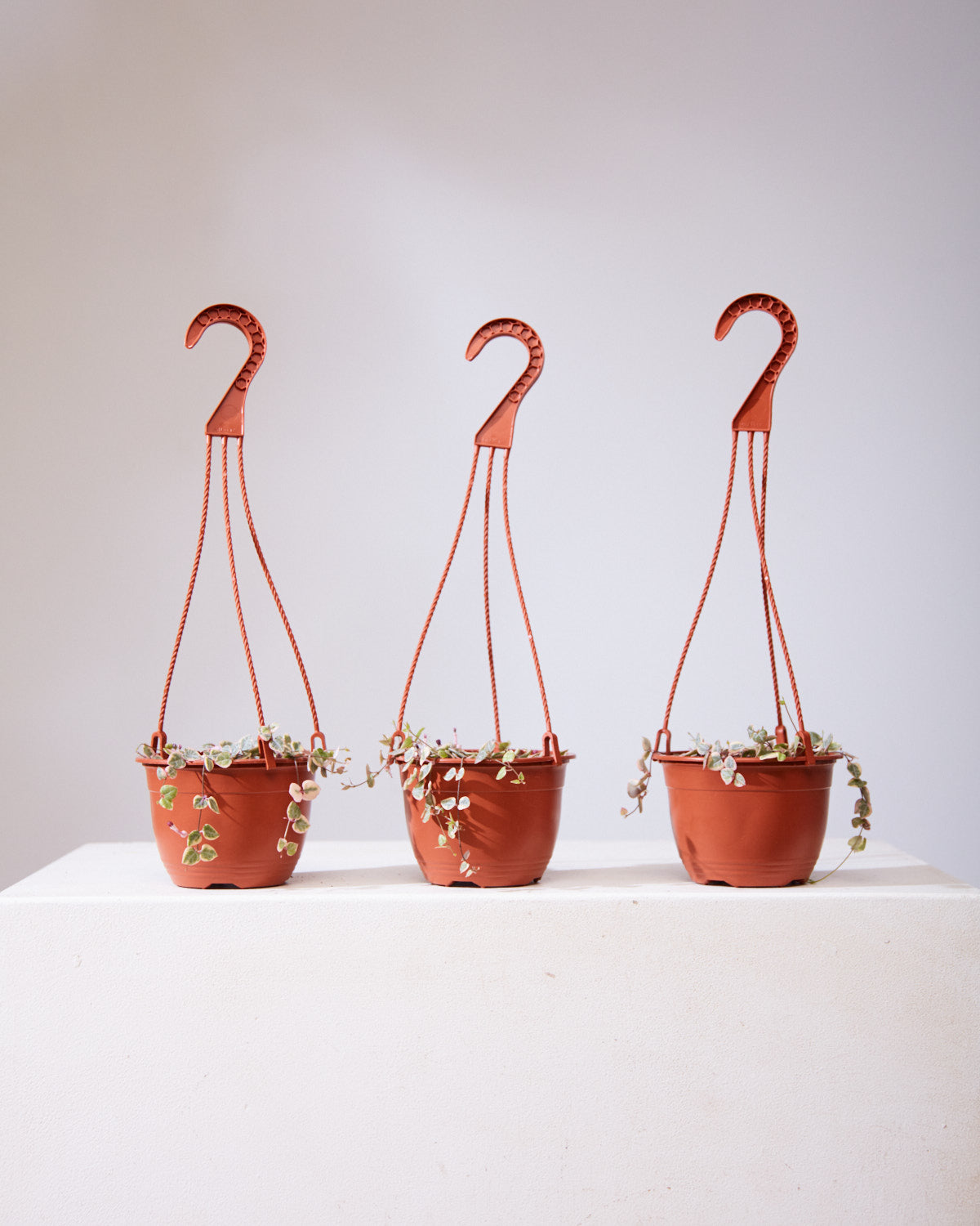 VARIEGATED STRING OF HEARTS 6" HANGING BASKET