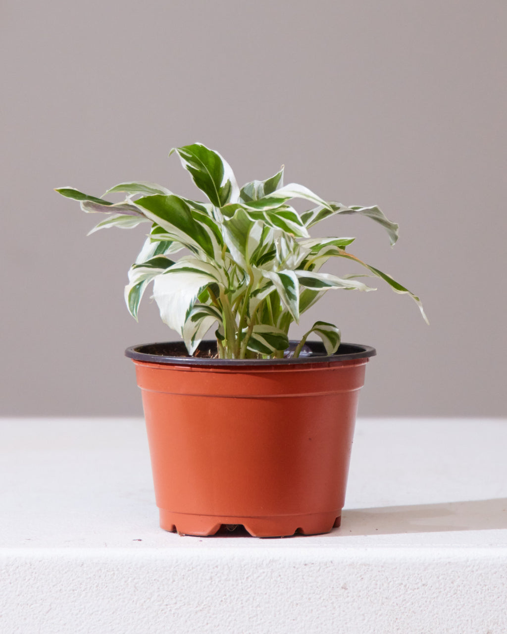 CALATHEA WHITE FUSION 4" Grower Pot