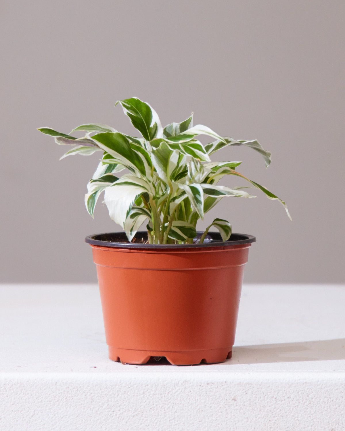 CALATHEA WHITE FUSION 4" Grower Pot