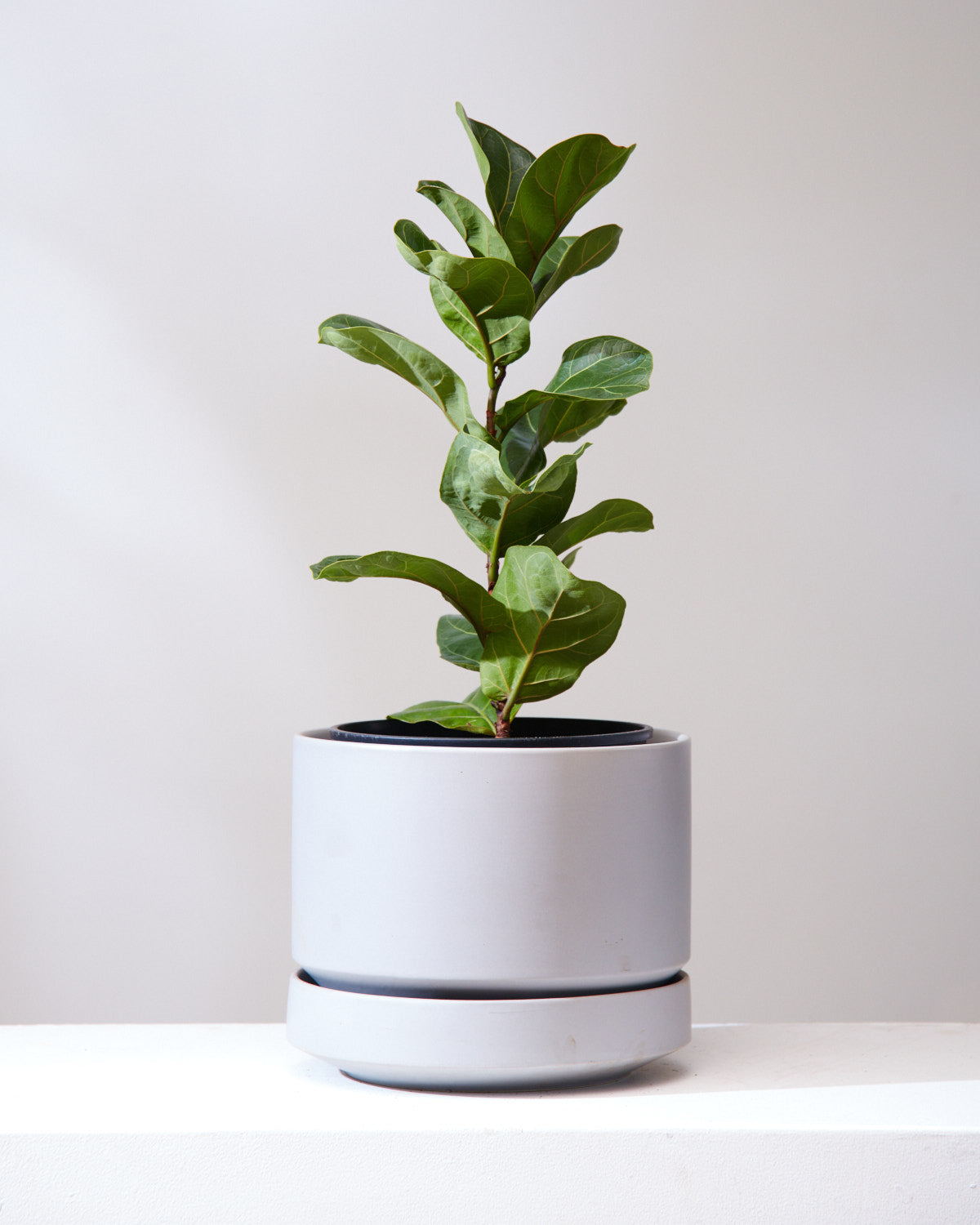 column fiddle leaf fig FIDDLE-LEAF FIG (FICUS LYRATA COLUMN) 8" Grower Pot (~2.5' TALL) – Dynasty Plants