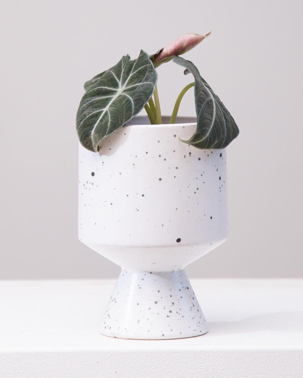 Black Velvet Elephant Ear: Alocasia reginula - 4 inch pot