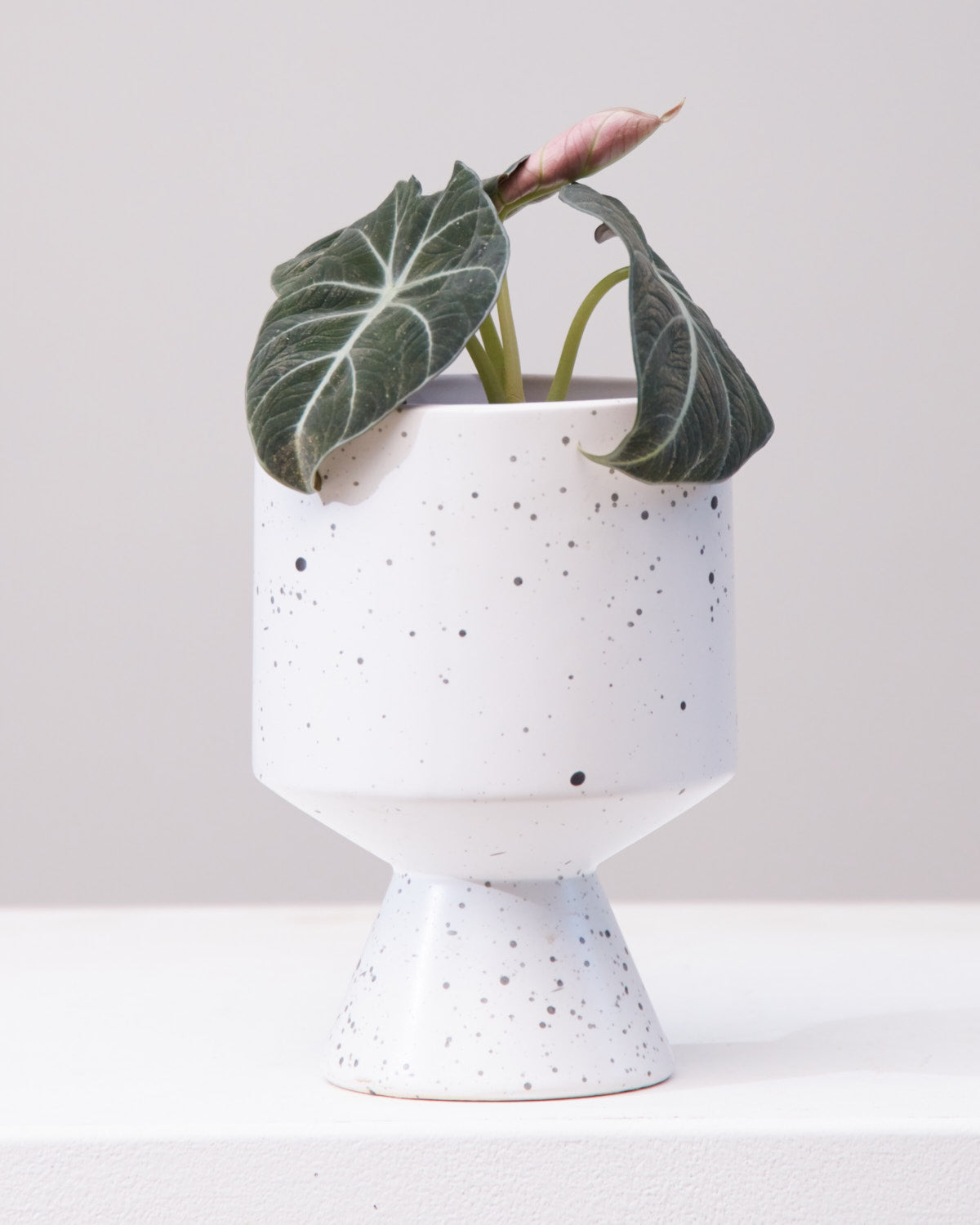 Black Velvet Elephant Ear: Alocasia reginula - 4 inch pot