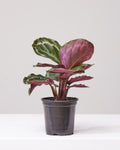 CALATHEA MEDALLION 4" Grower Pot