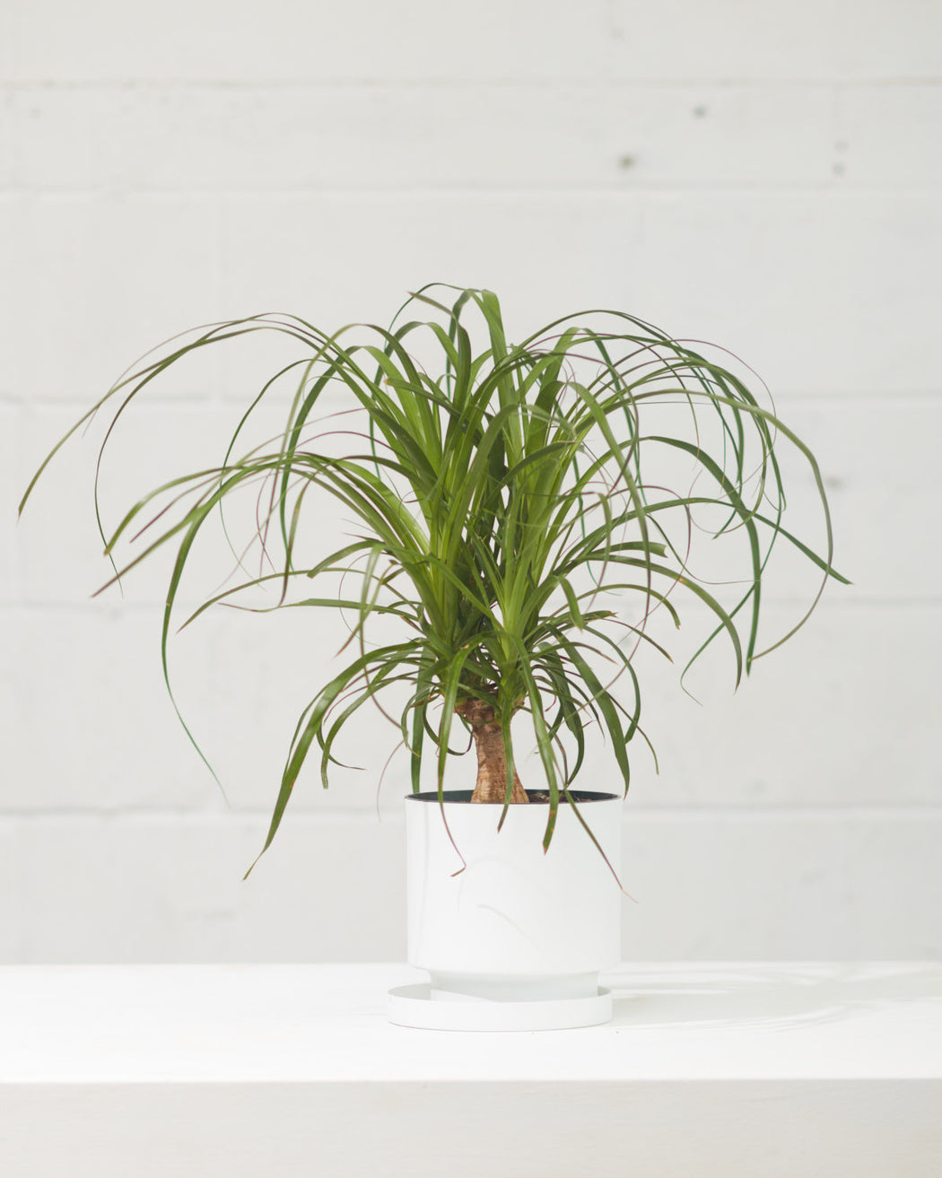 PONYTAIL PALM 6" Grower Pot