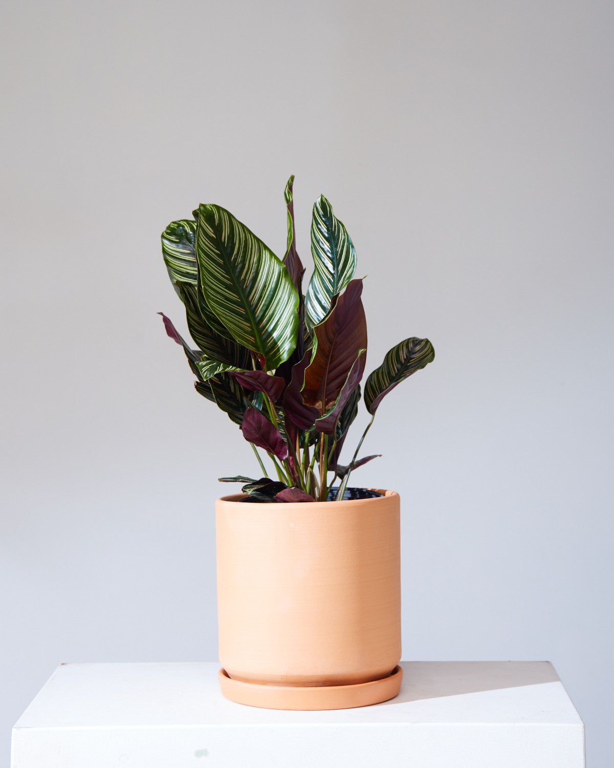 CALIFORNIA PLANTER COLLECTION: TERRA COTTA TWO PIECE CERAMIC Medium 10 Inch