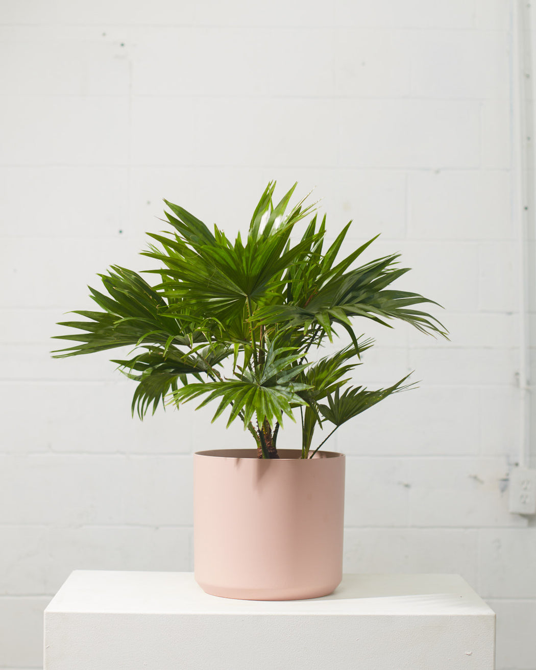 CHINESE FAN PALM 8" Grower Pot (2.5ft Tall)