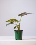 Hardy Elephant Ear: Alocasia wentii - 4 inch pot