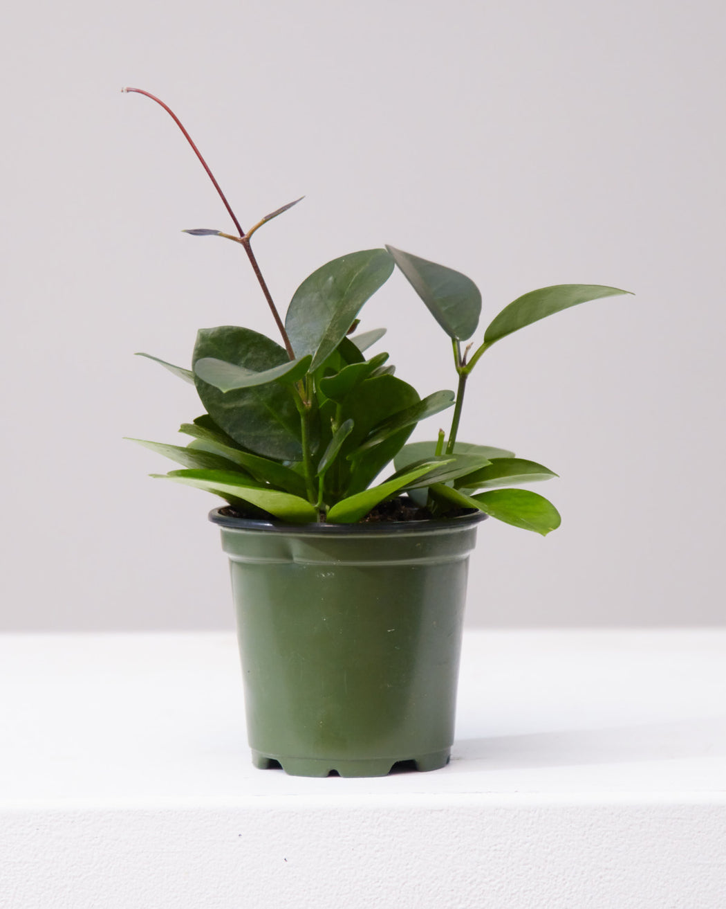 Wax Vine: Hoya australis - 4 inch pot