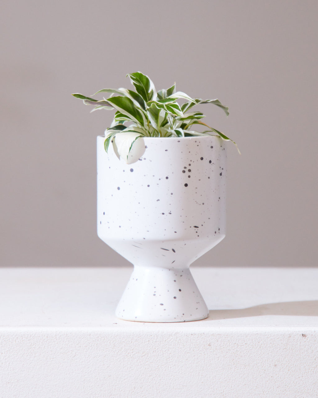 CALATHEA WHITE FUSION 4" Grower Pot