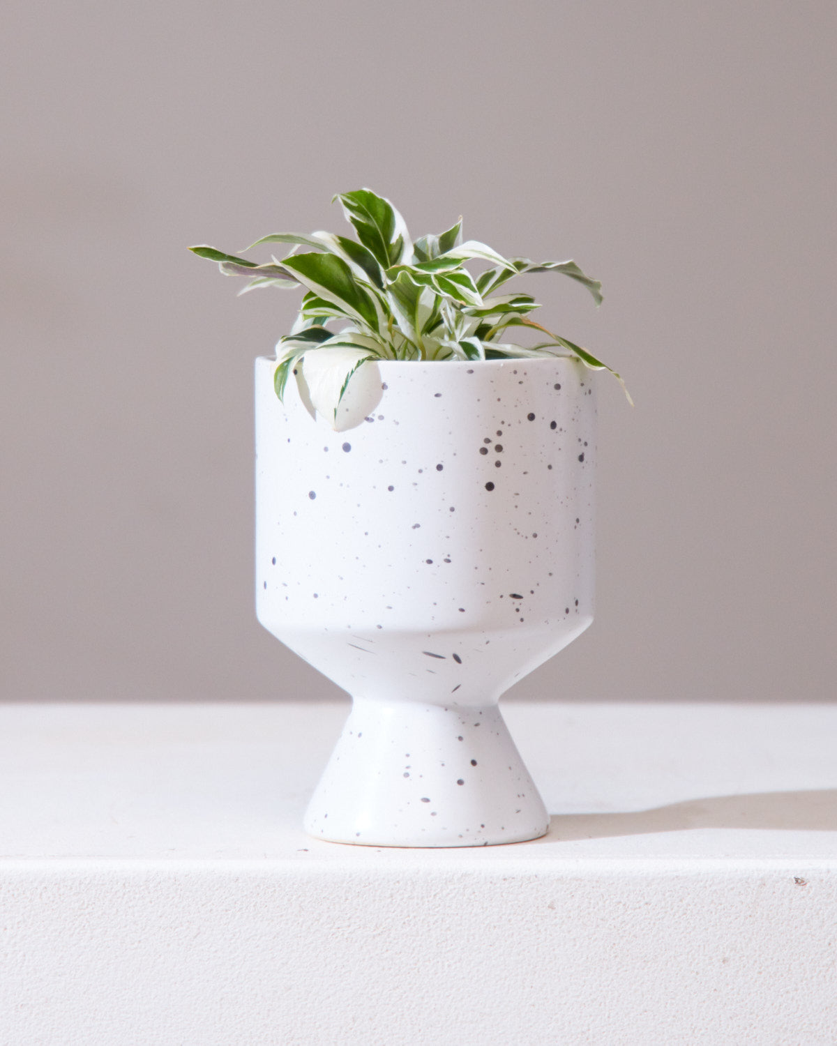 CALATHEA WHITE FUSION 4" Grower Pot