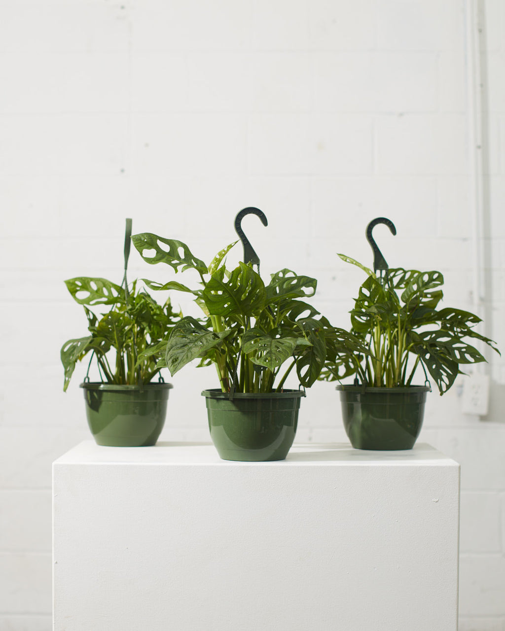 Swiss Cheese Vine: Monstera adansonii - 8 inch hanging basket