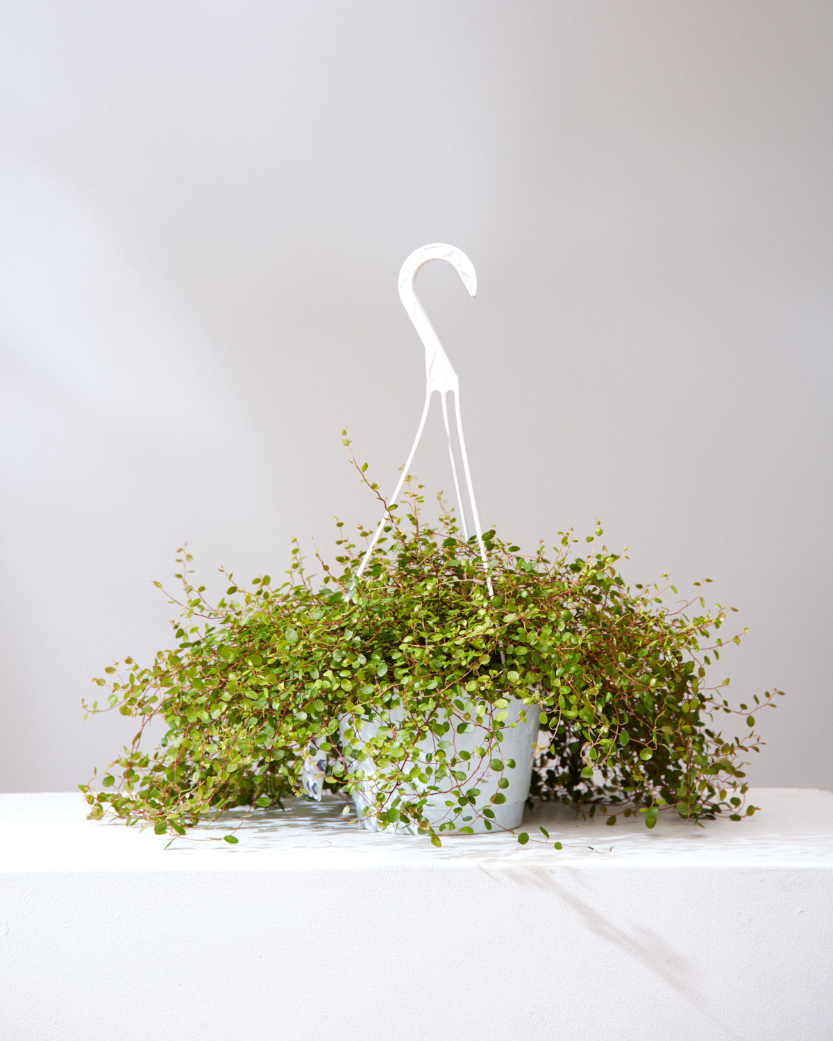 WIRE VINE 8" HANGING BASKET