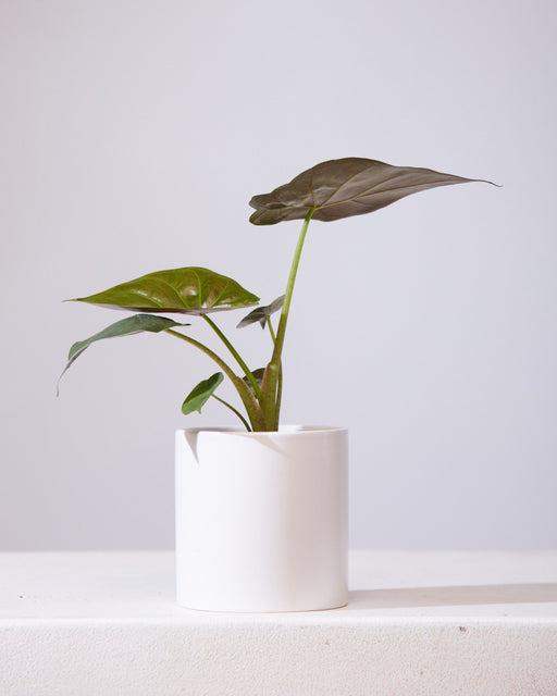 Hardy Elephant Ear: Alocasia wentii - 4 inch pot