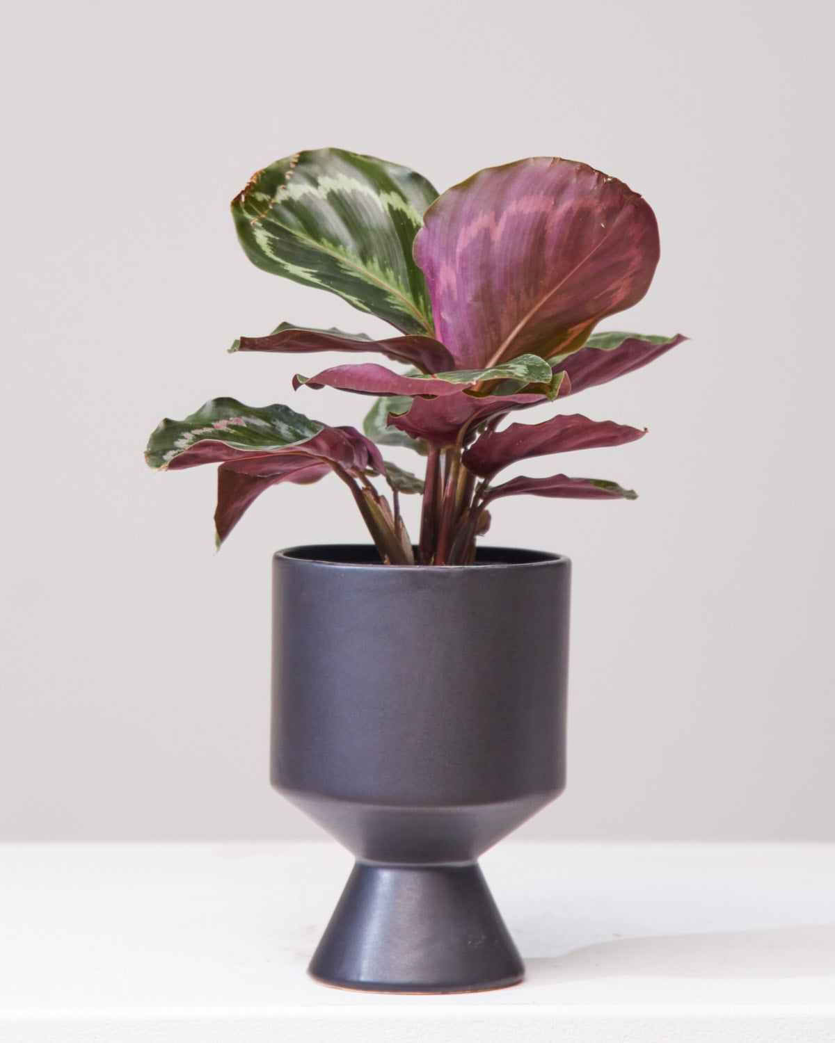CALATHEA MEDALLION 4" Grower Pot